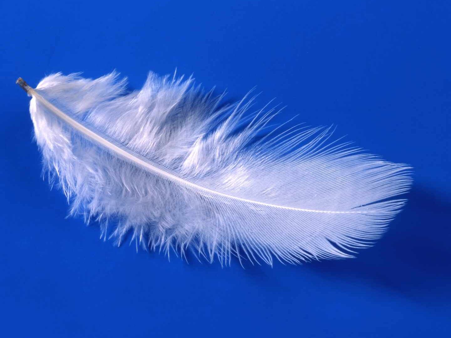 Quelle est la signification d&rsquo;une plume blanche trouvée sur son chemin ?